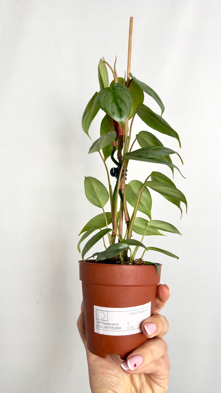 Philodendron Sodiroi 9/20 cm