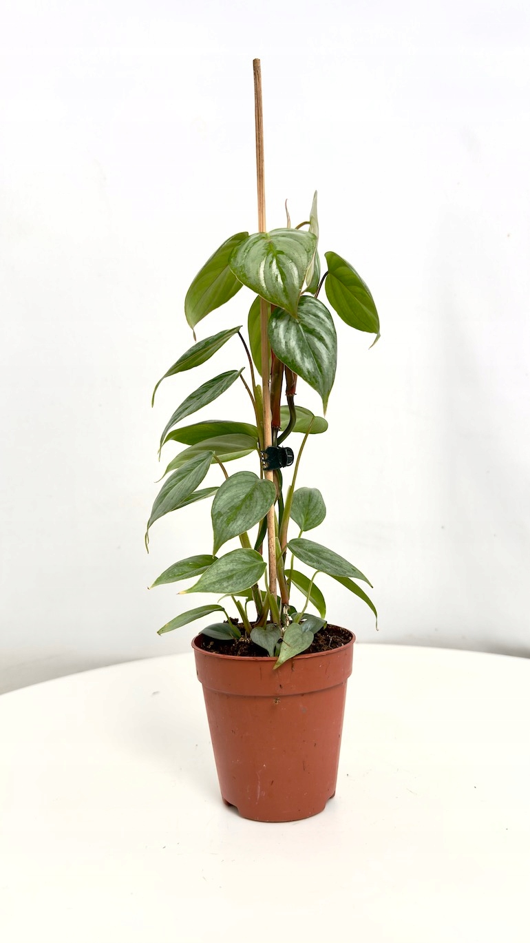 Philodendron Sodiroi 9/20 cm