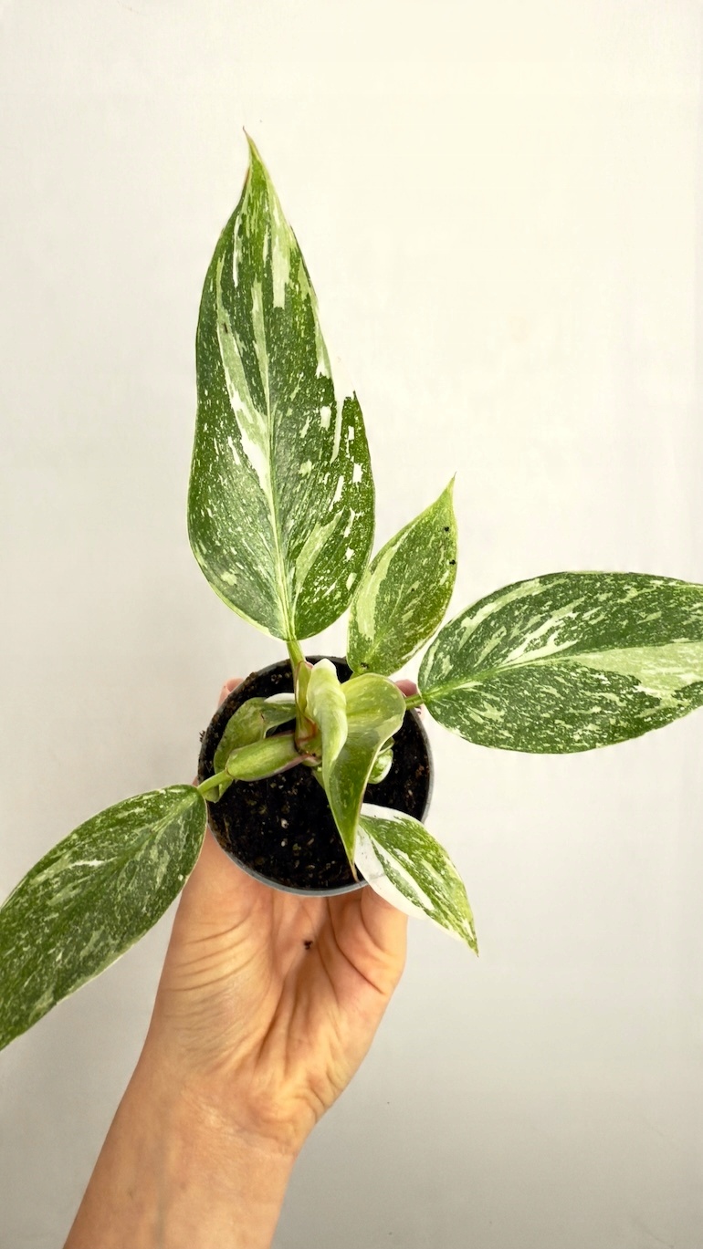 Philodendron White Princess