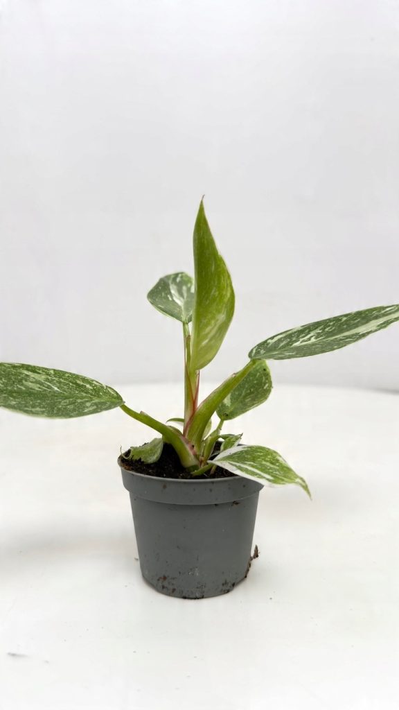 philodendron white princess
