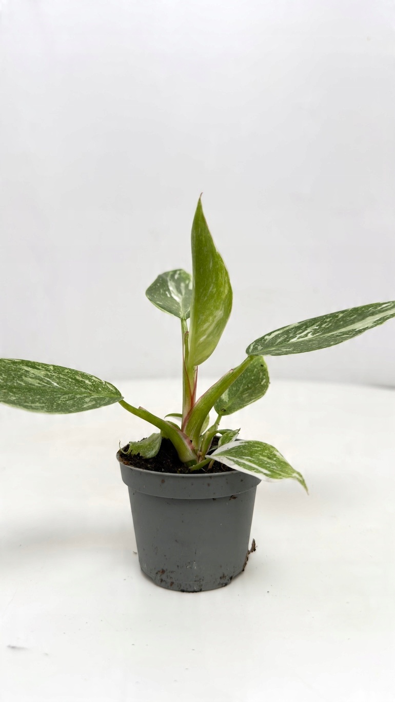 Philodendron White Princess