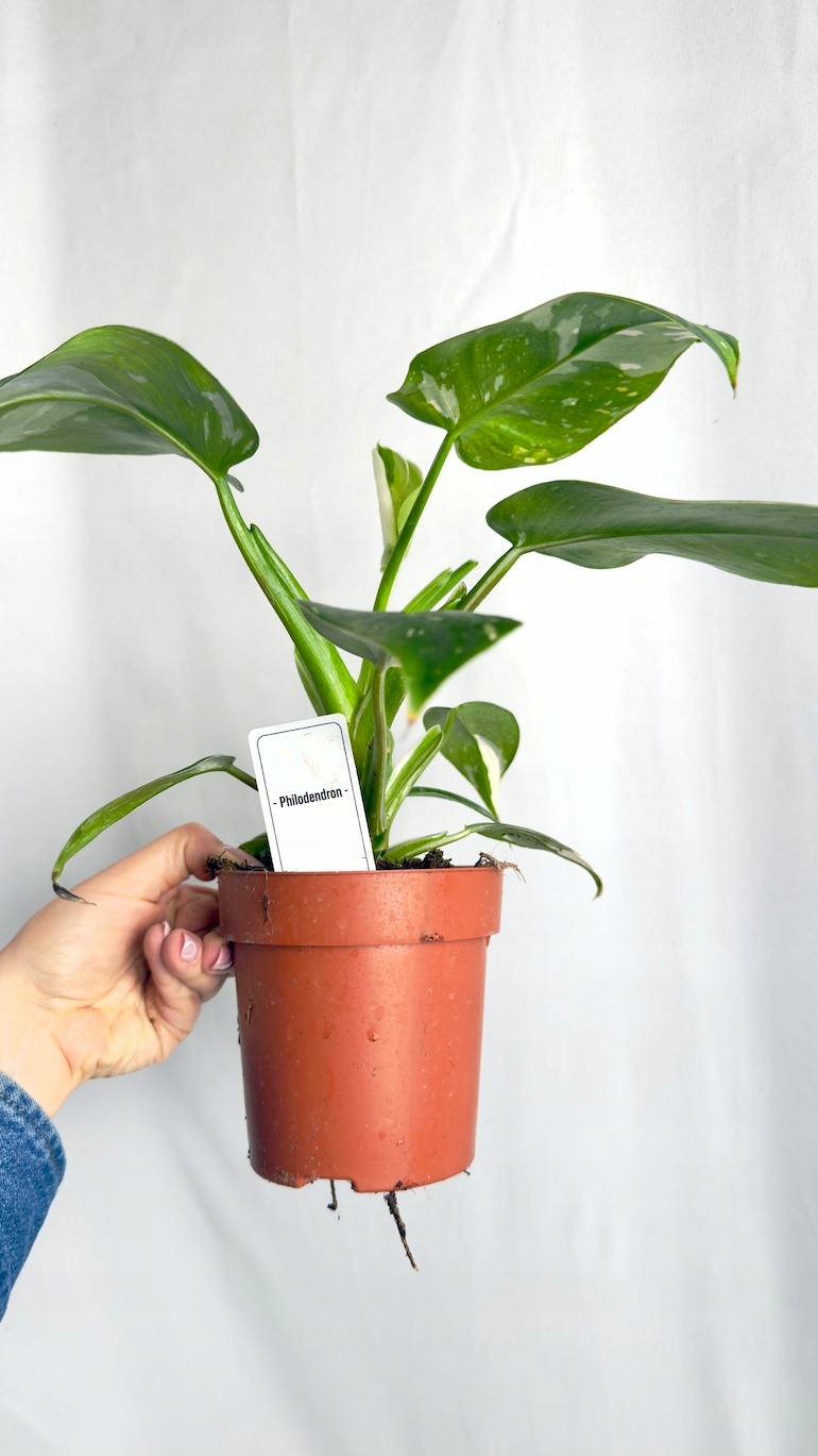 Philodendron White Wizard 12/25 cm