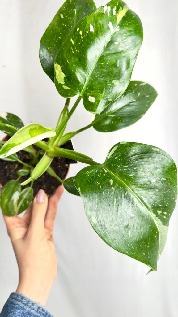 Philodendron White Wizard 12/25 cm o dużych zielonych liściach z kontrastową białą wariegacją.