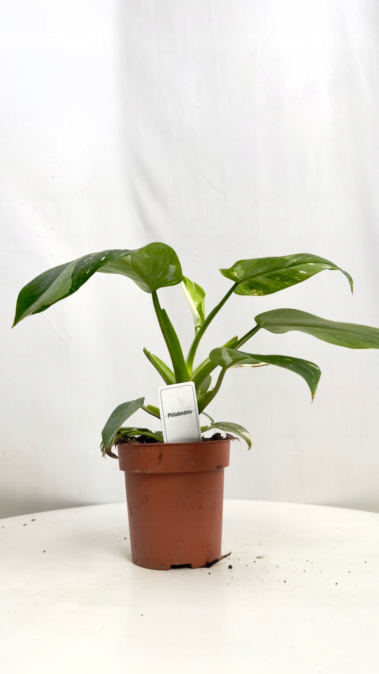 Philodendron White Wizard 12/25 cm