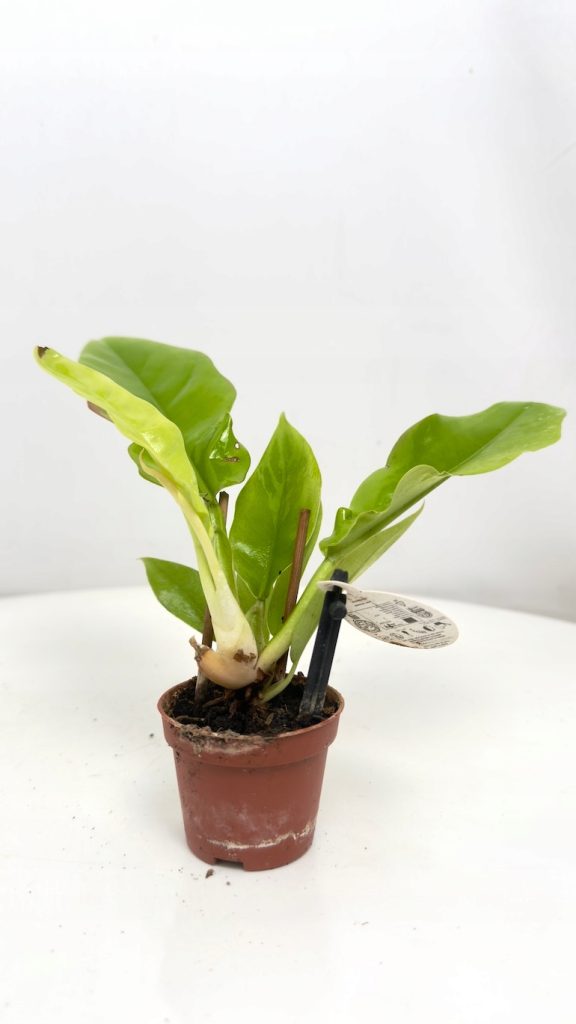 Philodendron Yellow Saw 6/15 cm – roślina doniczkowa o powcinanych, jasnozielonych liściach w małej doniczce, do jasnych wnętrz.