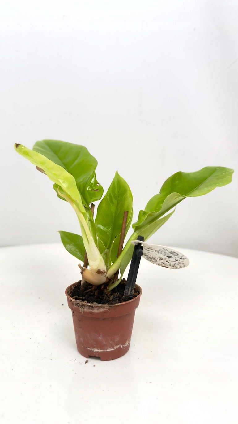 Philodendron Yellow Saw 6/15 cm