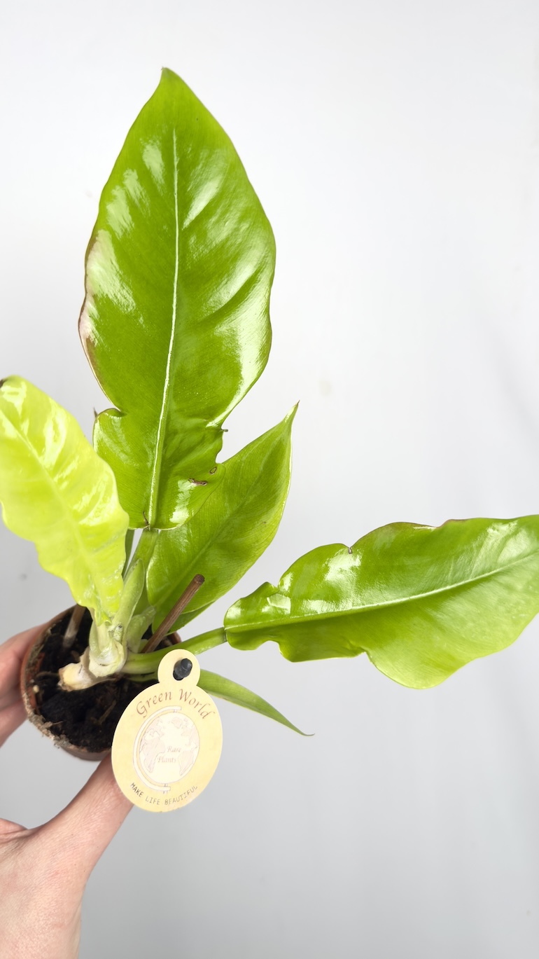 Philodendron Yellow Saw 6/15 cm