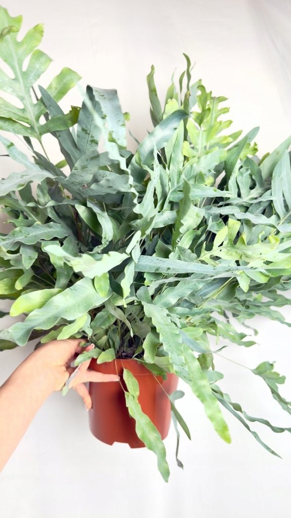 Phlebodium Blue Star