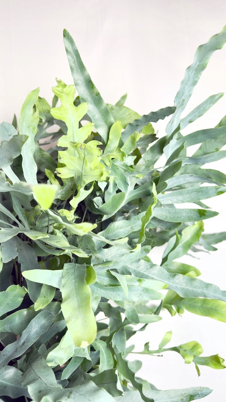 Phlebodium Blue Star