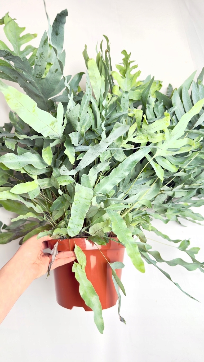 Phlebodium Blue Star