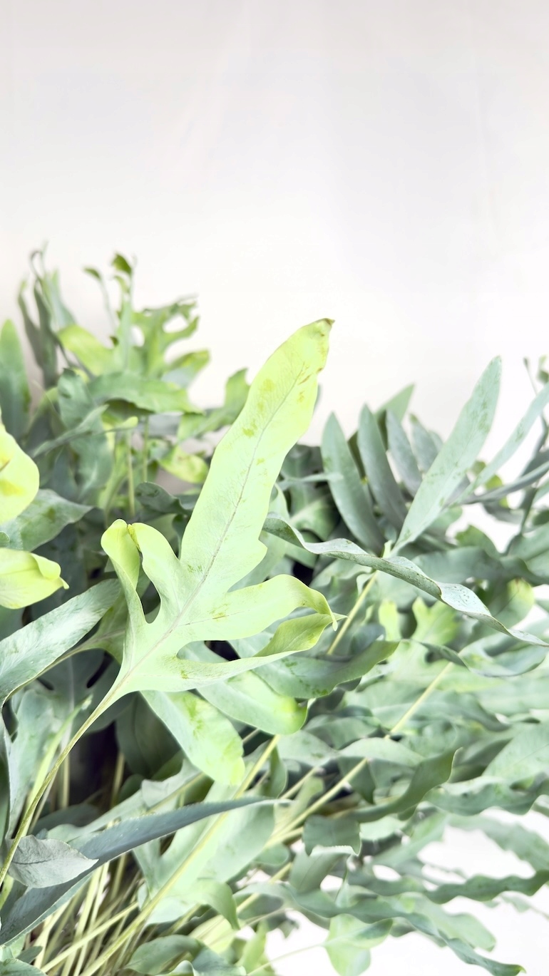 Phlebodium Blue Star