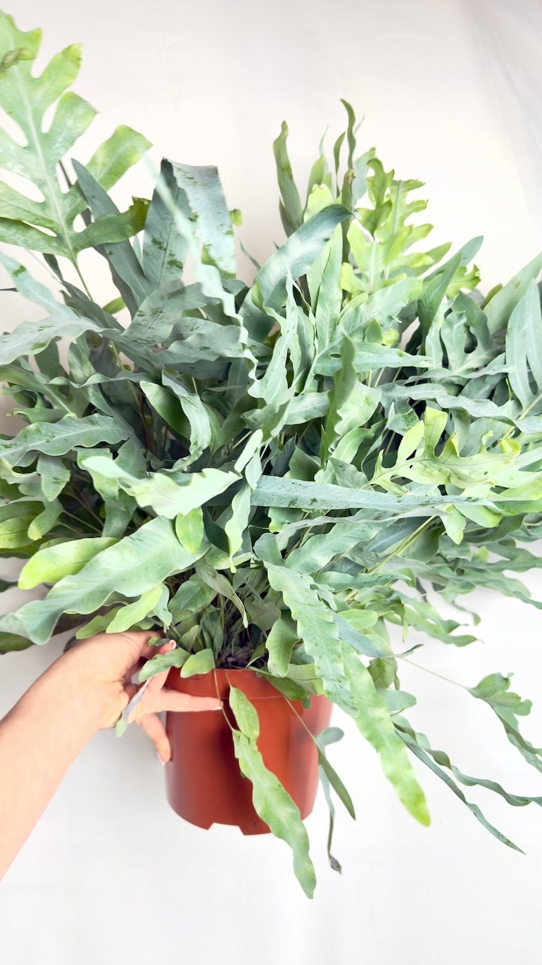 Phlebodium Blue Star