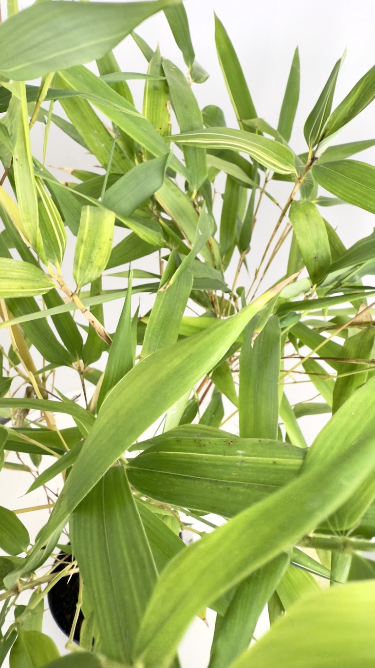 Phyllostachys Aureosulcata