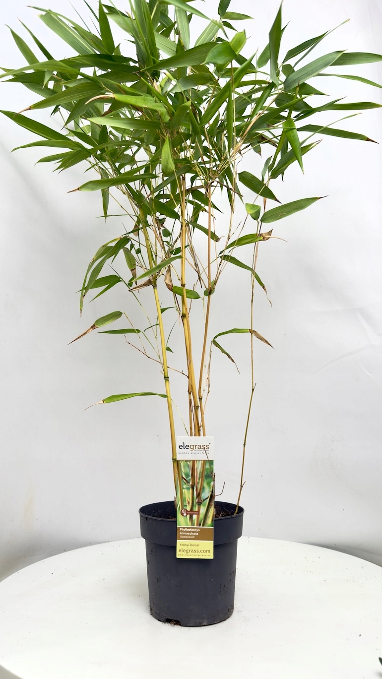 Phyllostachys Aureosulcata