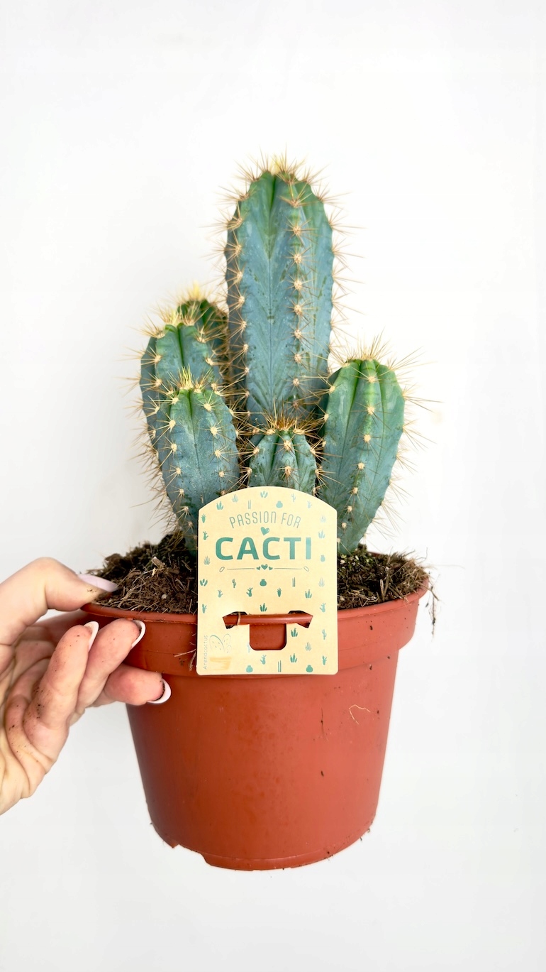 Echinopsis subdenudata Domino 12/25 cm