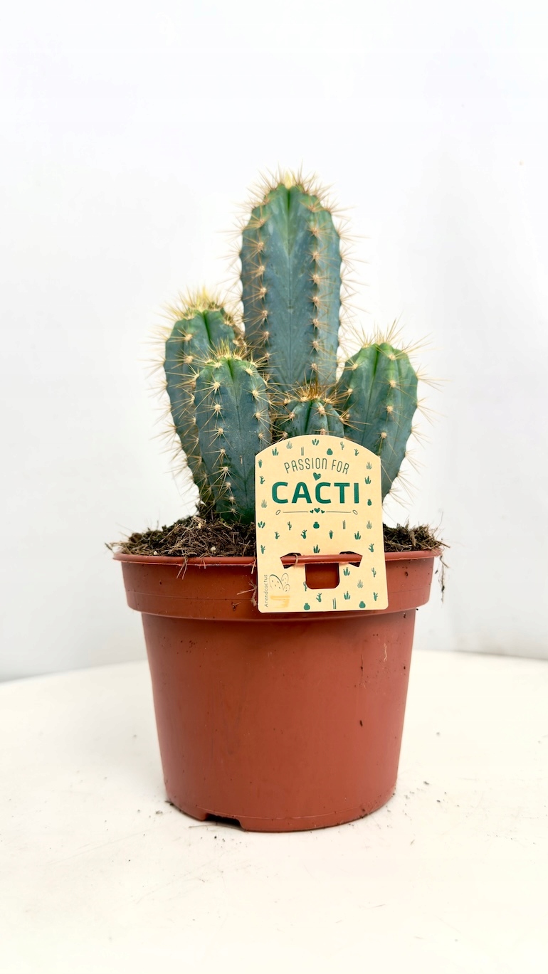 Echinopsis subdenudata Domino 12/25 cm