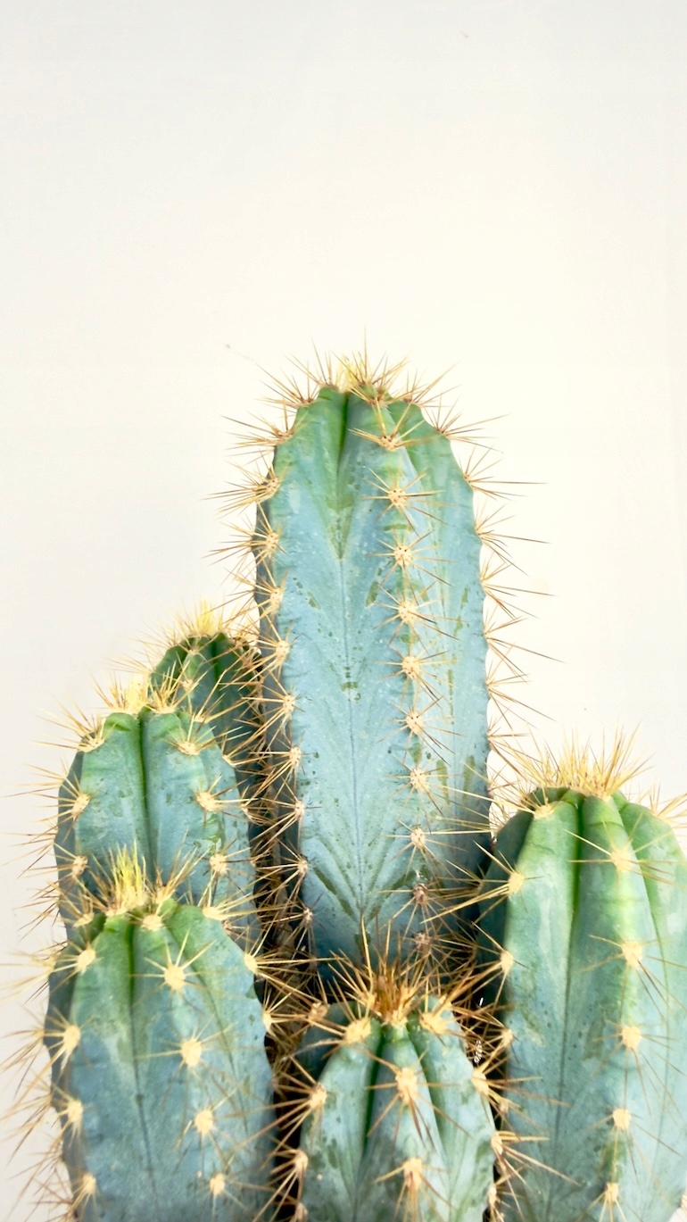 Echinopsis subdenudata Domino 12/25 cm