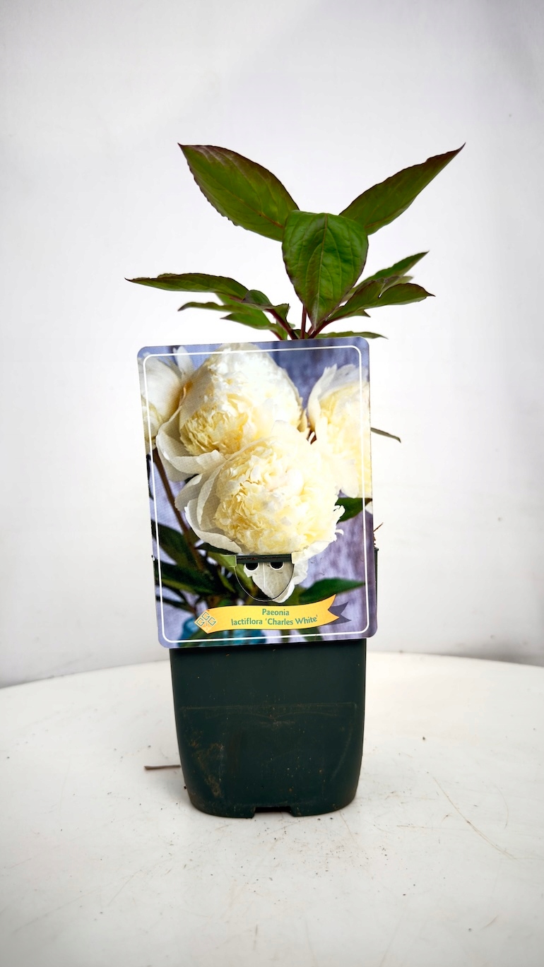 Piwonia Charles White 11/25 cm
