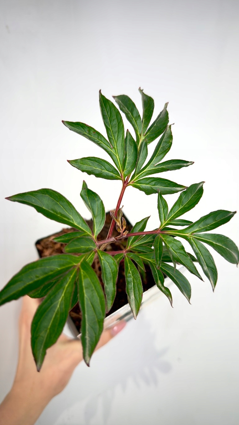 Piwonia Duchesse de Nemours 11/25 cm