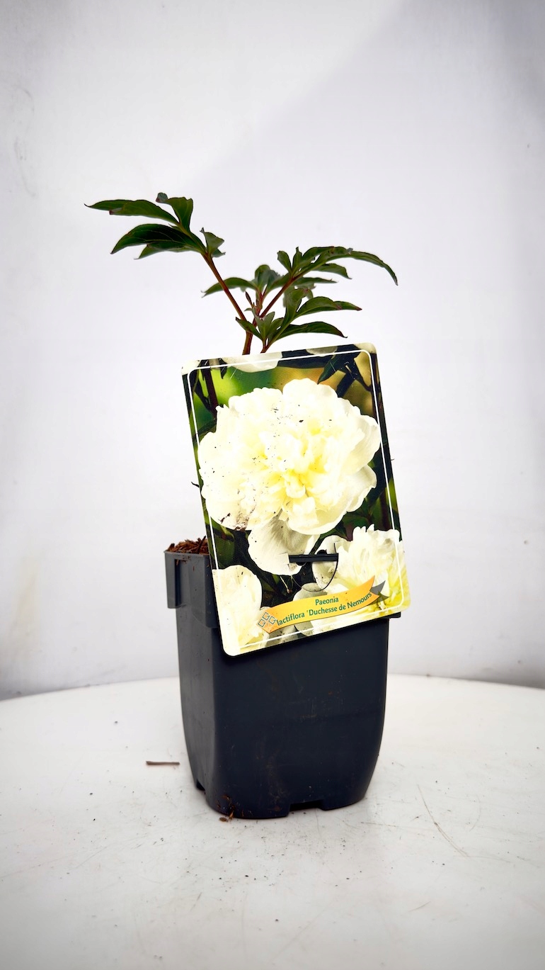 Piwonia Duchesse de Nemours 11/25 cm
