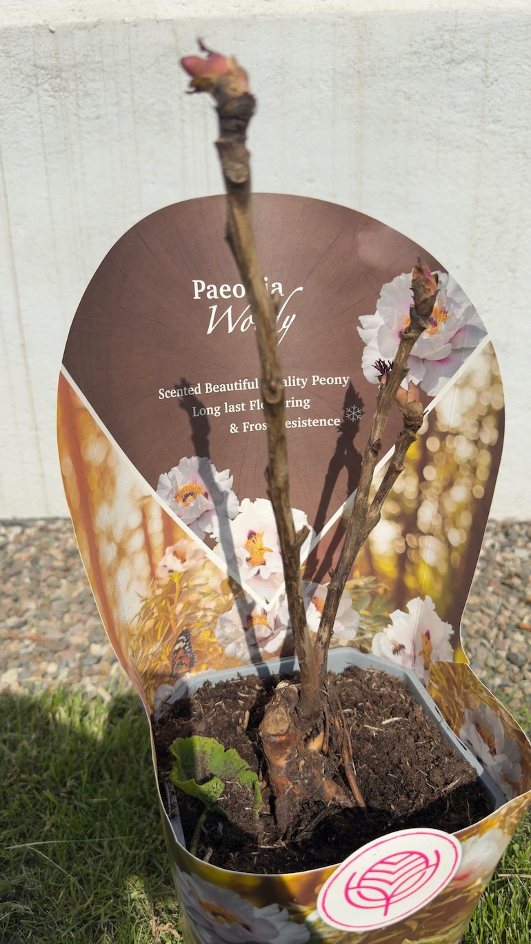 Paeonia Woody biała 19/35 cm