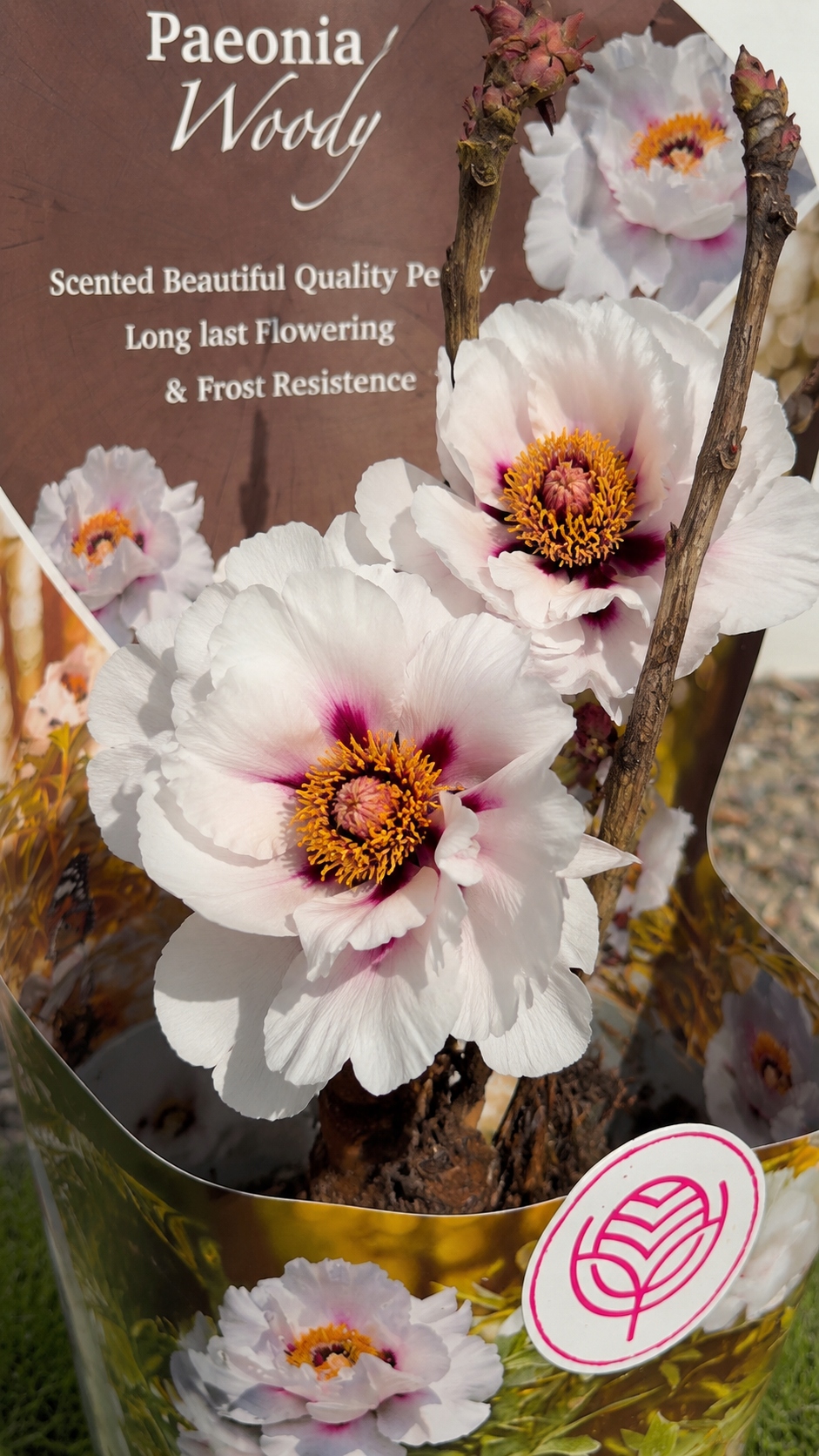 Paeonia Woody biała 19/35 cm