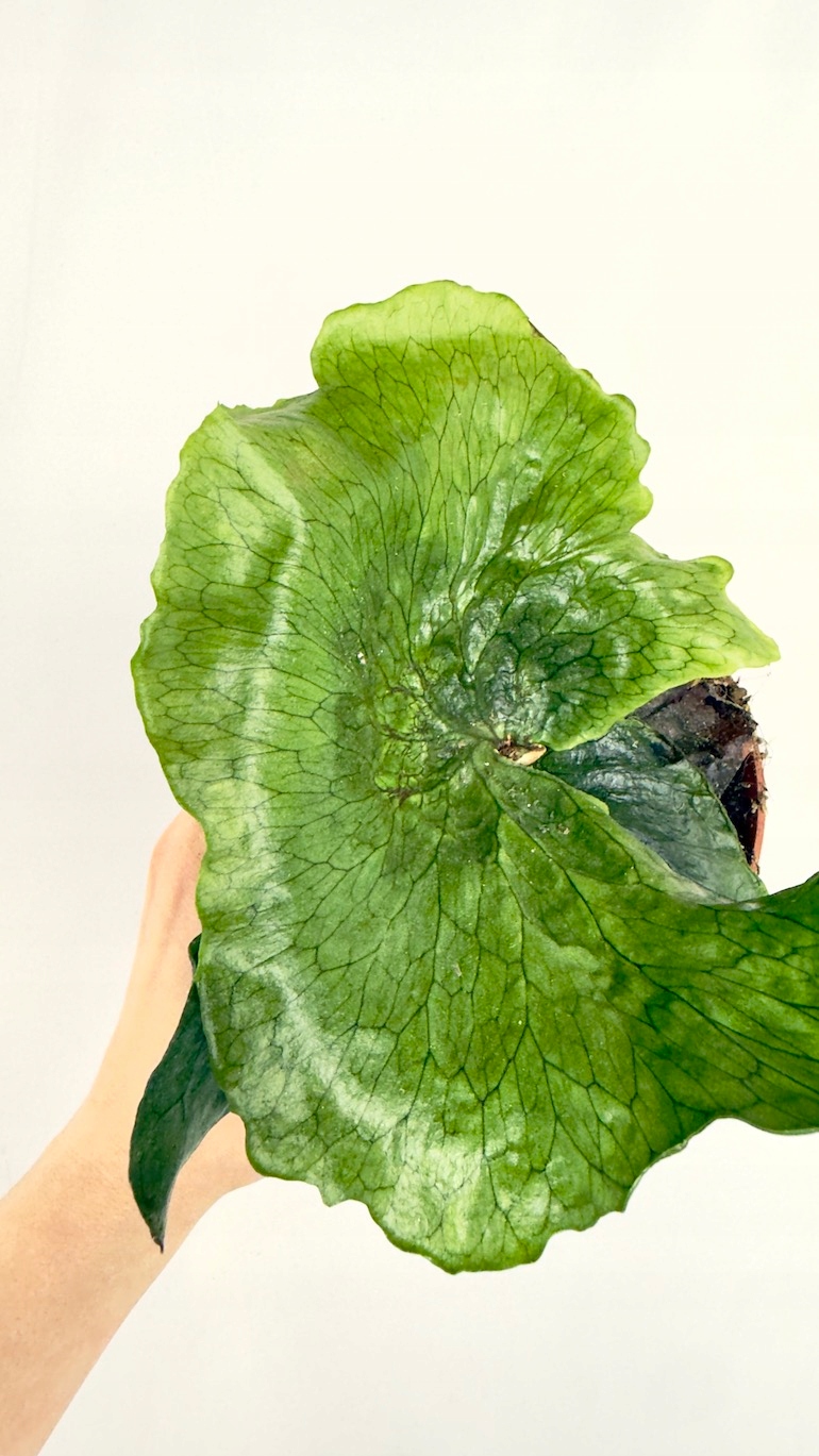 Platycerium Superbum (Giant Stoghorn)