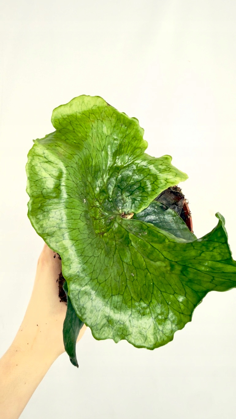 Platycerium Superbum (Giant Stoghorn)