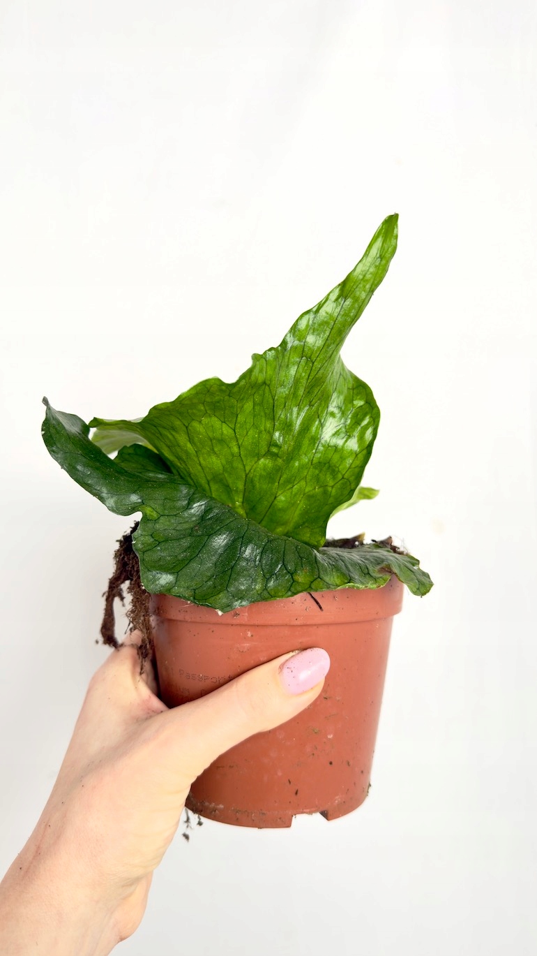 Platycerium Superbum (Giant Stoghorn)