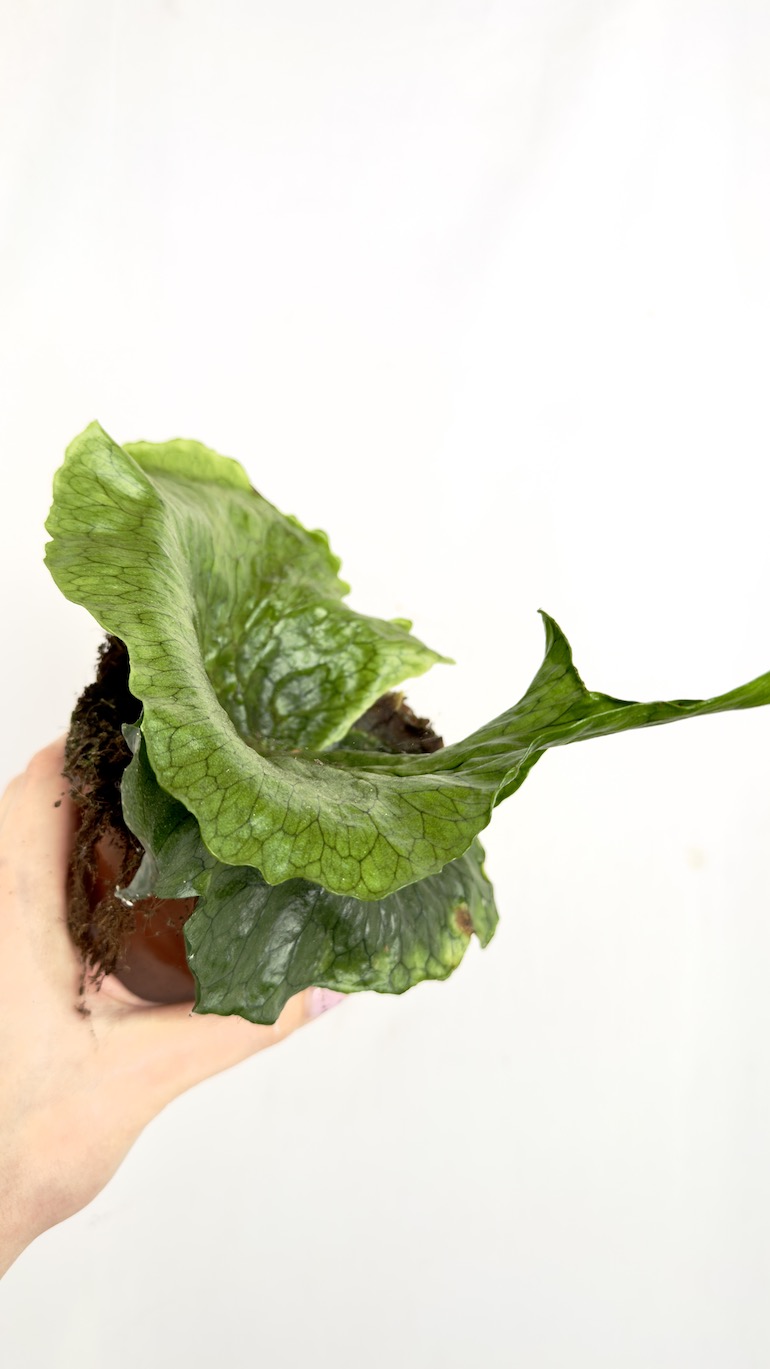 Platycerium Superbum (Giant Stoghorn)