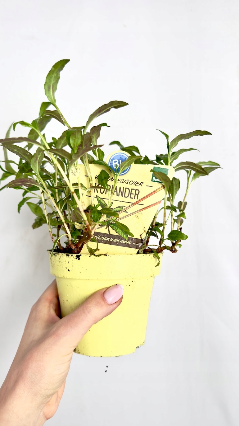 Kokoryczka wonna 12/20 cm