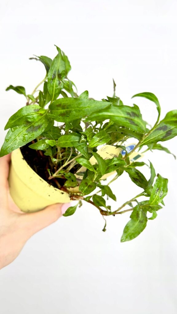 Kokoryczka wonna roślina ogrodowa o białych kwiatach do cienistych miejsc