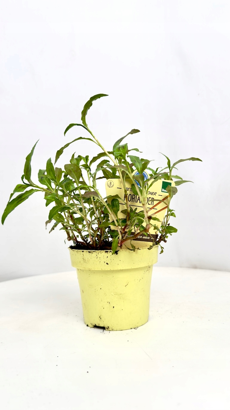 Kokoryczka wonna 12/20 cm