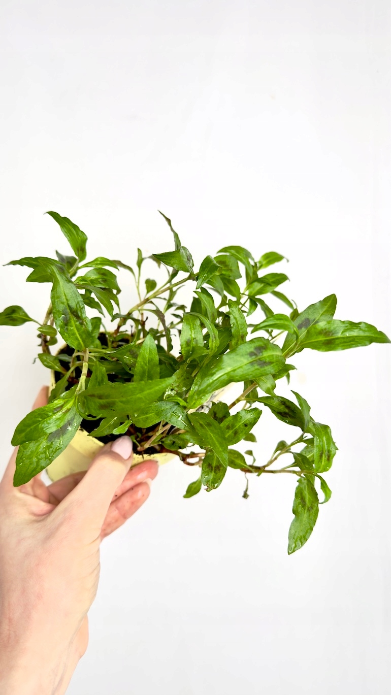 Kokoryczka wonna 12/20 cm