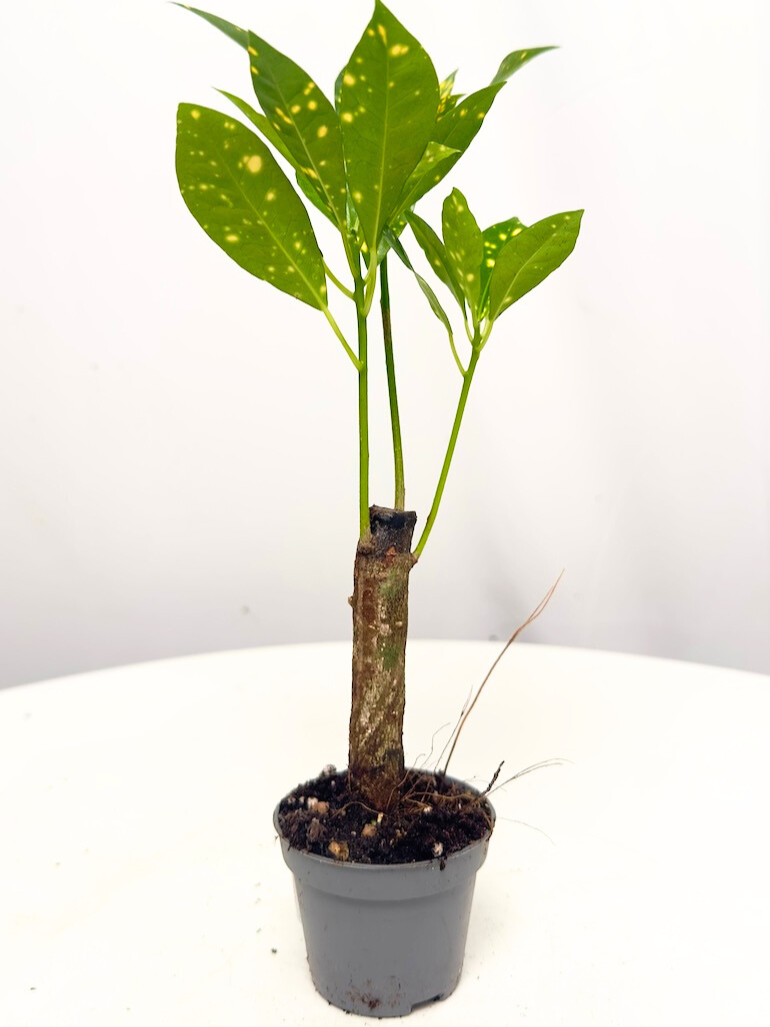 Codiaeum Aucubaefolia