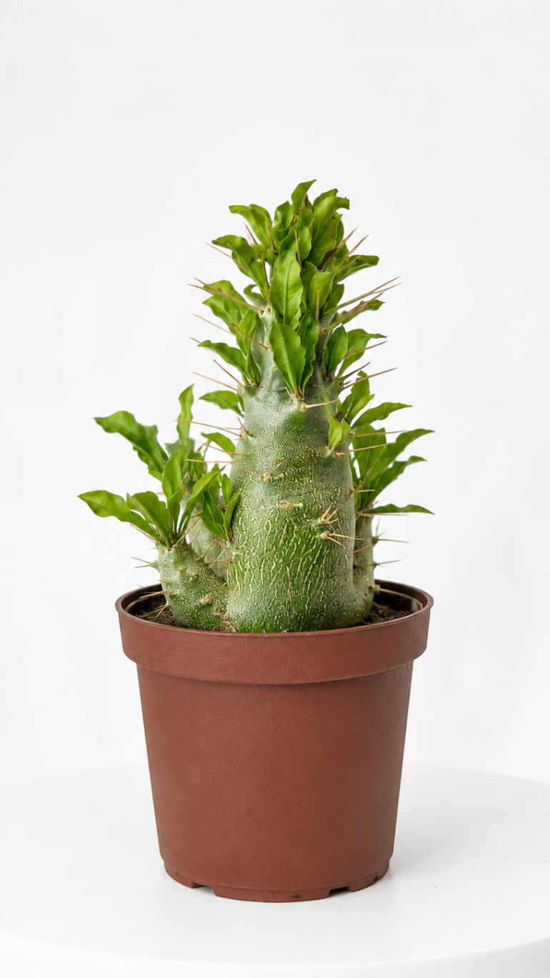 Pachypodium saundersii 10,5/25 cm