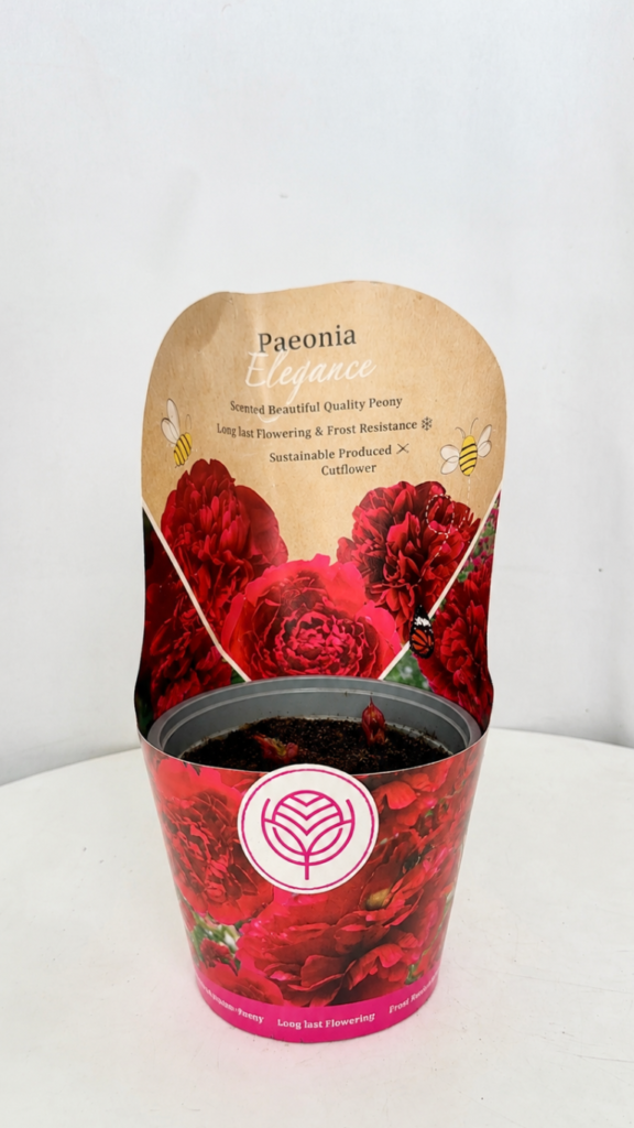 Peonia Elegance w doniczce 14 cm z czerwonymi, pełnymi kwiatami ustawiona na jasnym tarasie w dekoracyjnej donicy.