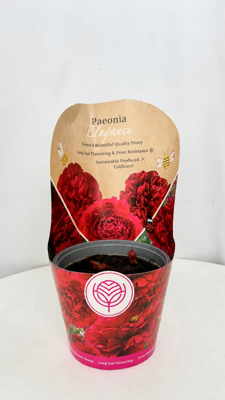 Paeonia Elegance d.11
