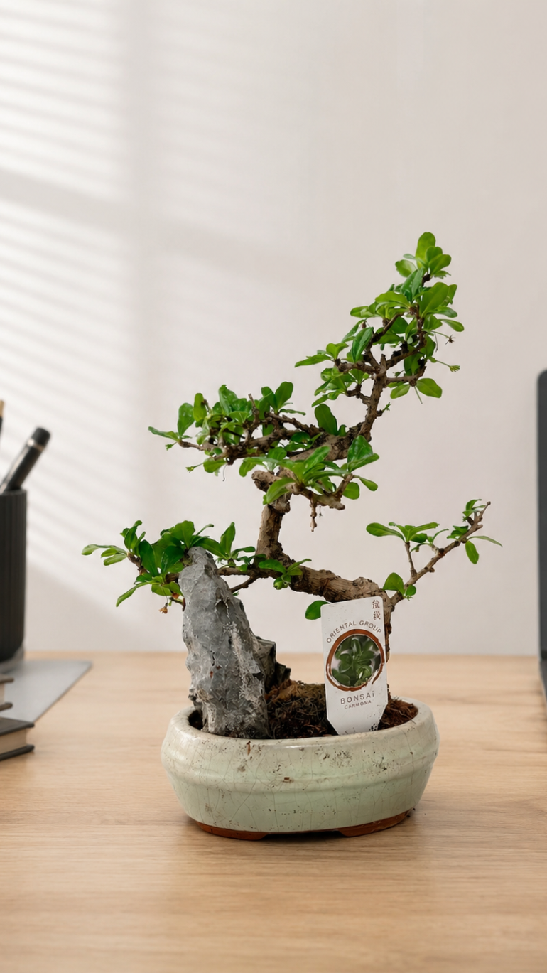 Karmona drobnolistna Bonsai