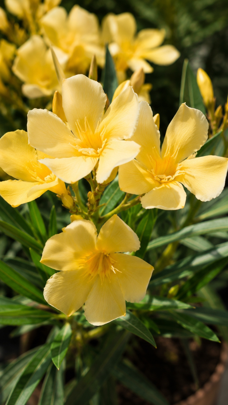 Nerium oleander żółty 14/40 cm