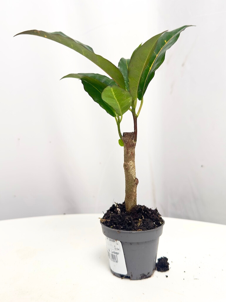 Codiaeum Variegata Excurrens