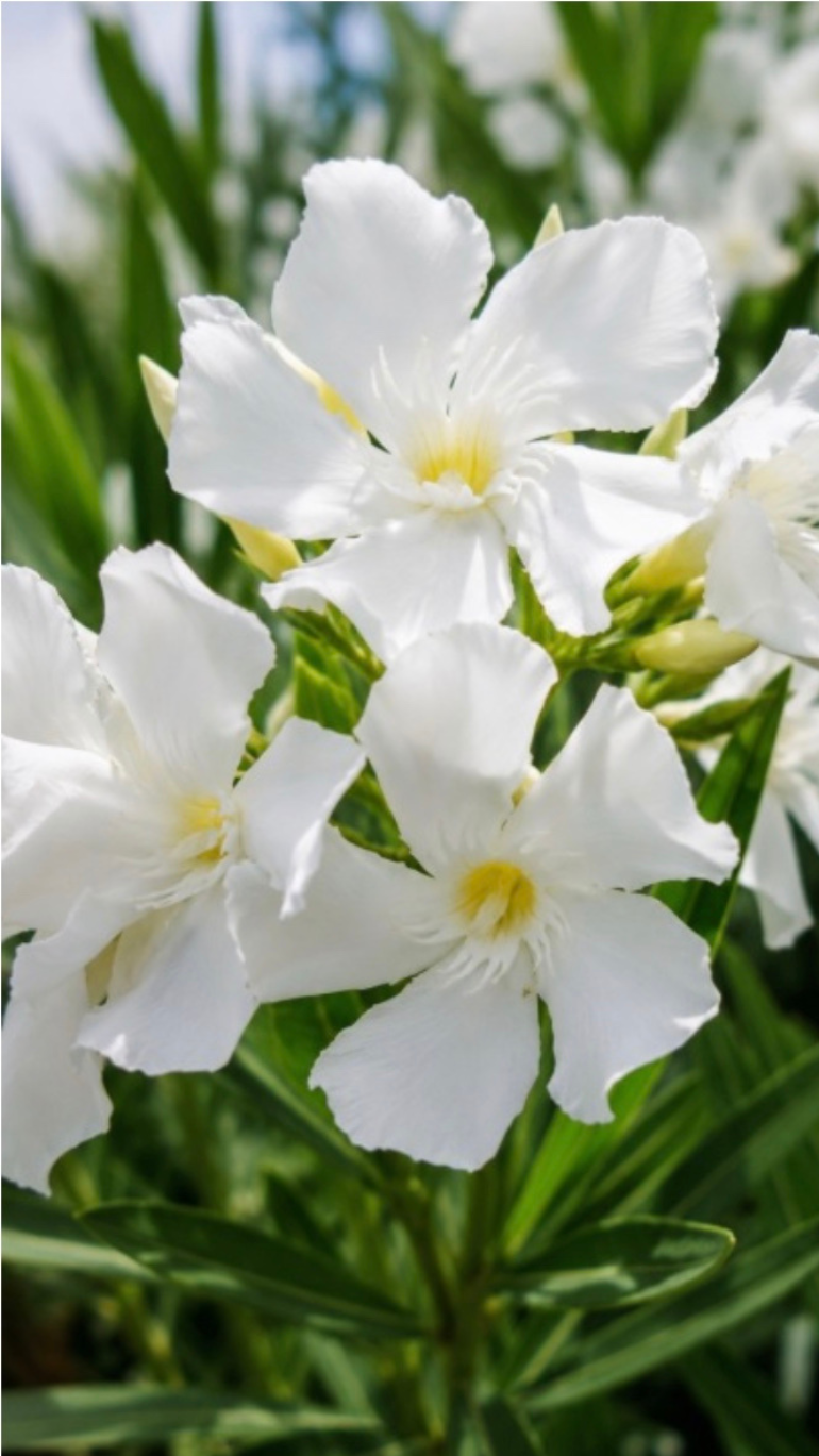 Nerium oleander biały 14/40 cm