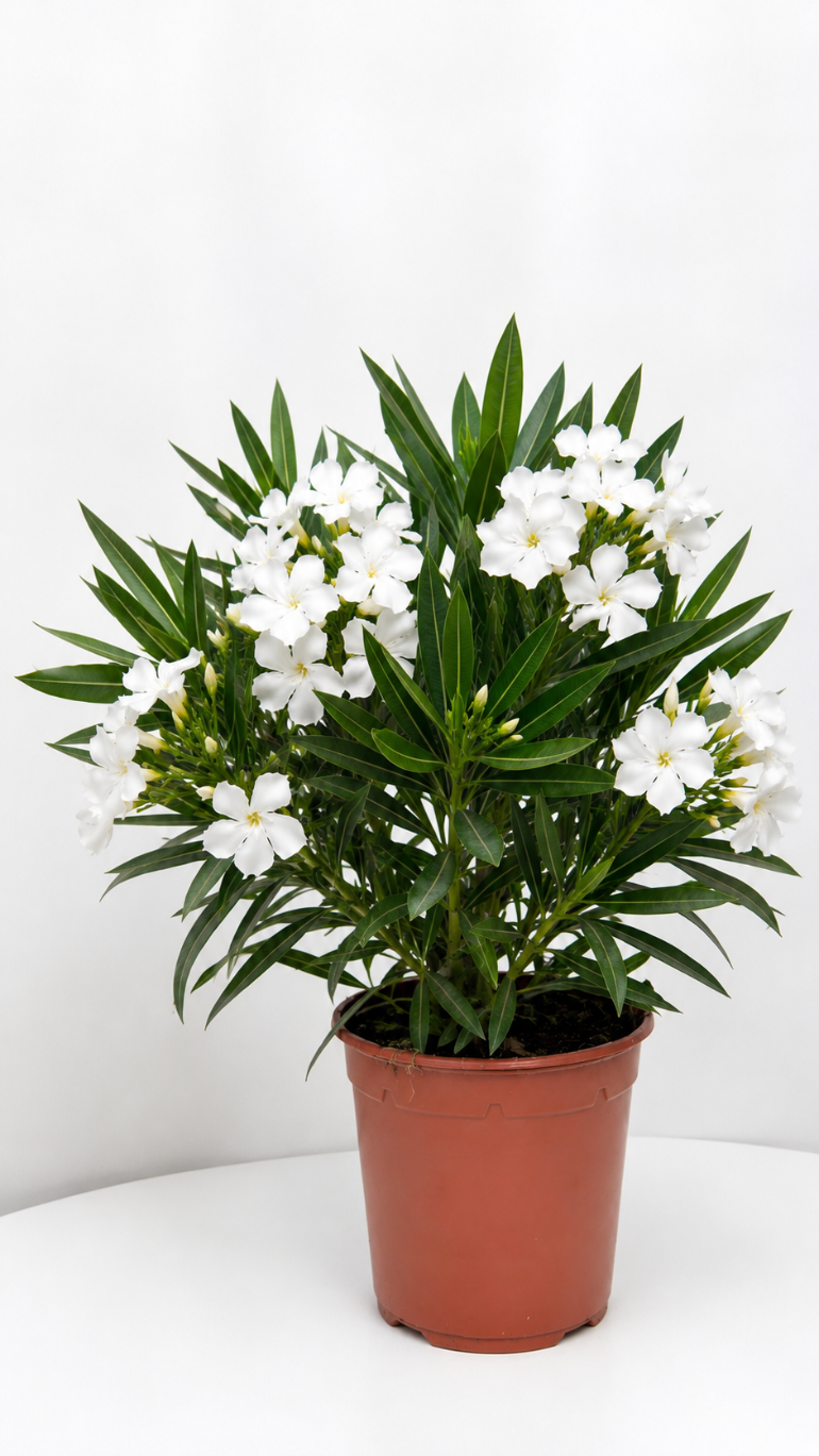 Nerium oleander biały 14/40 cm