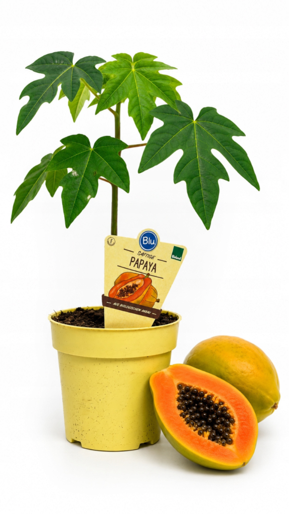 Carica Papaya 12/20 cm młoda papaja w doniczce o dużych zielonych liściach