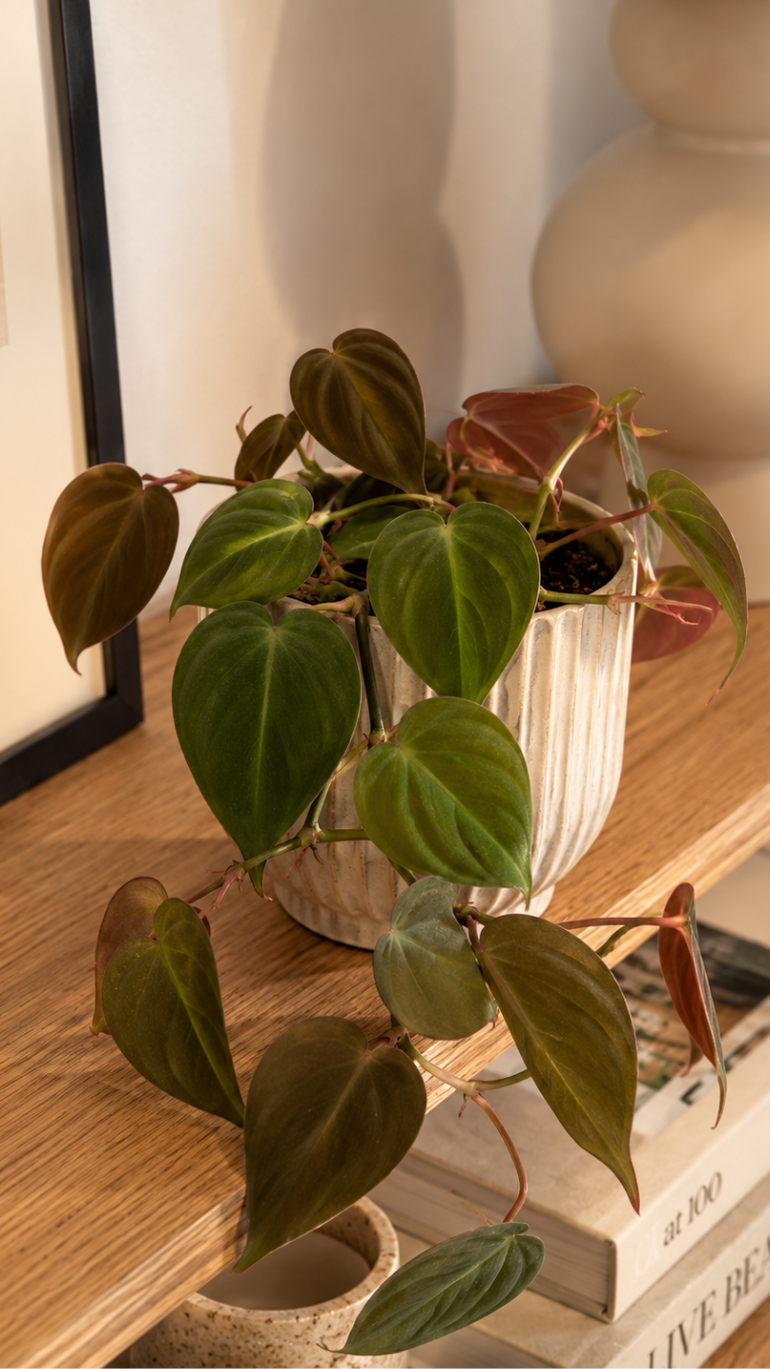 Philodendron Scandens Micans 10/20 cm