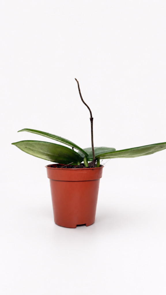 Hoya Vangviengiensis 6/15 cm w małej doniczce, rzadka hoya kolekcjonerska do jasnego wnętrza
