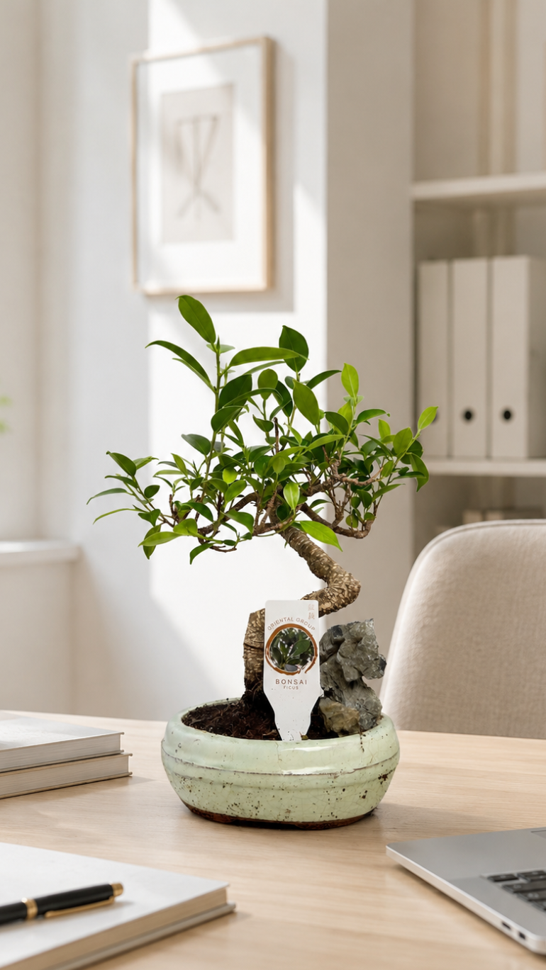 Ficus microcarpa Bonsai 10/20 cm