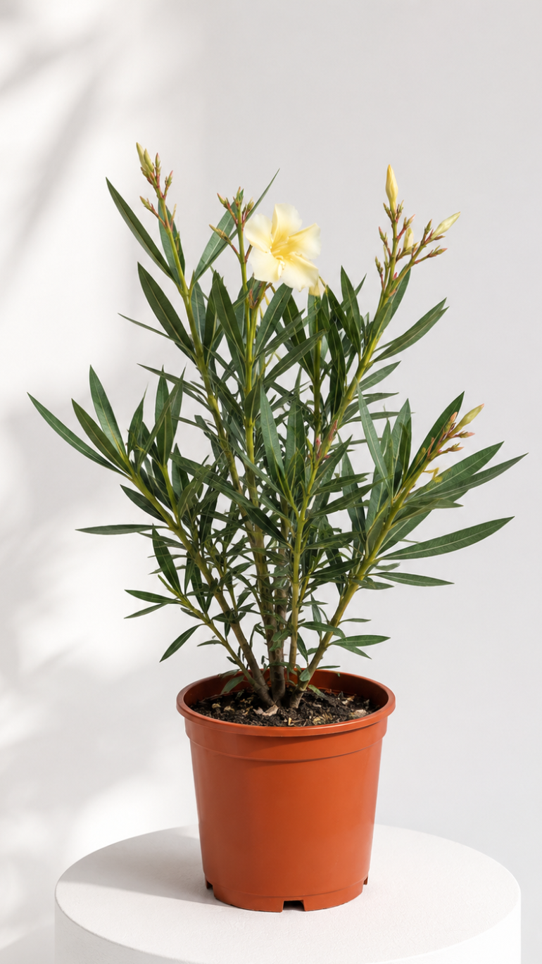 Nerium oleander żółty 18/55 cm