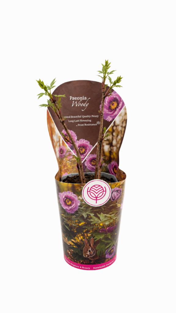 Piwonia drzewiasta fioletowa w doniczce 19 cm – ozdobna paeonia do ogrodu