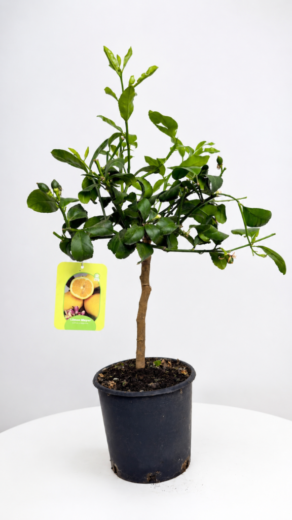 Citrus limon Meyer 21/50 cm – drzewko cytrynowe w doniczce z owocami i błyszczącymi liśćmi